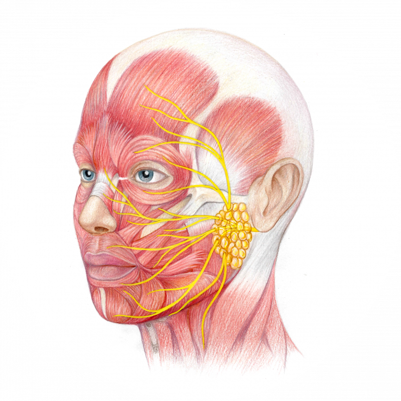 Косметология мышцы. Лицевой и тройничный нерв анатомия. Неврит лицевого нерва анатомия. Тройничный лицевой нерв. Тройничный нерв на лице.